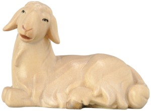 Sheep lying