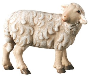 Sheep standing looking backwards