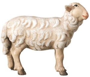 Schaf stehend rechtschauend