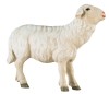 Sheep towards  Shepherd - straight