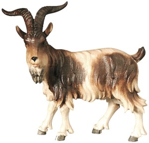 Billy goat standing