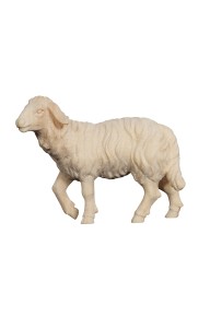 ZI Sheep standing head up