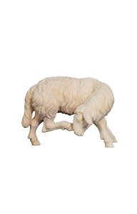 ZI Sheep scratching