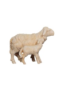 ZI Sheep with lamb standing