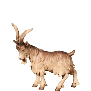 H-He-goat