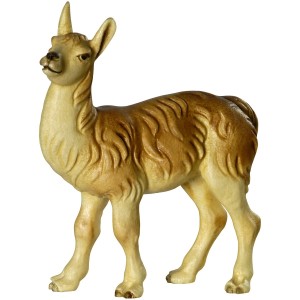 Llama - foal