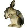 Rabbit with paw on the ear
