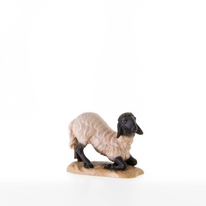 Sheep kneeling with black head