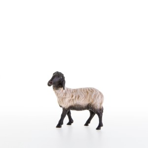 Sheep with black head