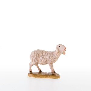 Sheep standing