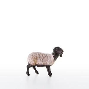 Sheep with black head