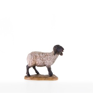 Standing sheep with black head