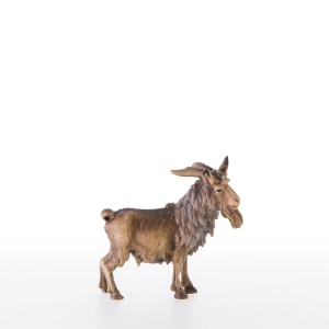 He-goat