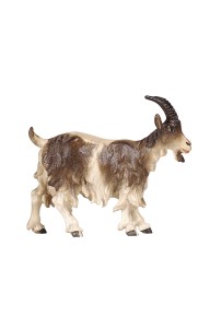 MA Goat head up