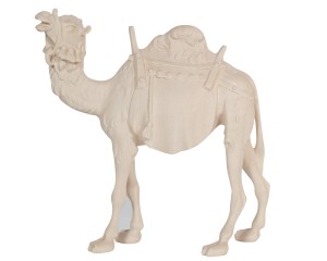KO Camel