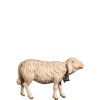 O-Schaf vorwaerts schauend