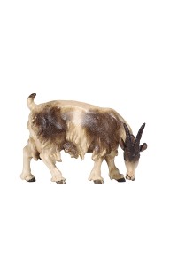 KO Goat grazing looking right - color - 8 cm