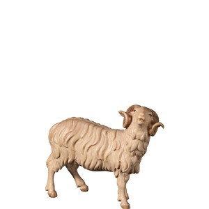 A-Ram looking - stained 2 shades - 11,5 cm