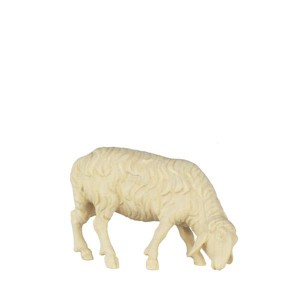 A-Sheep grazing - natural - 8 cm