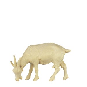 A-Goat grazing - natural - 10 cm