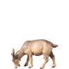 A-Goat grazing - color - 10 cm