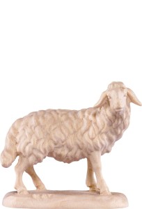 Sheep standing B.K.