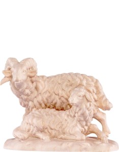Ram with sheep B.K.