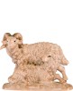 Ram with sheep B.K.