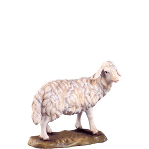Sheep standing D.K.