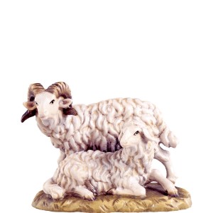 Ram with sheep D.K.