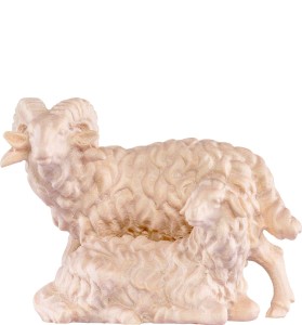 Ram with sheep H.K.