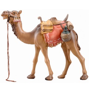 IN Camel