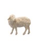 IN Sheep backwatching
