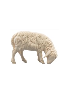 IN Schaf fressend rechts