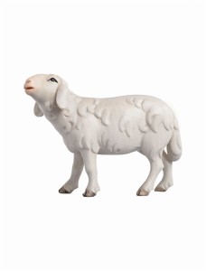 LI Sheep running